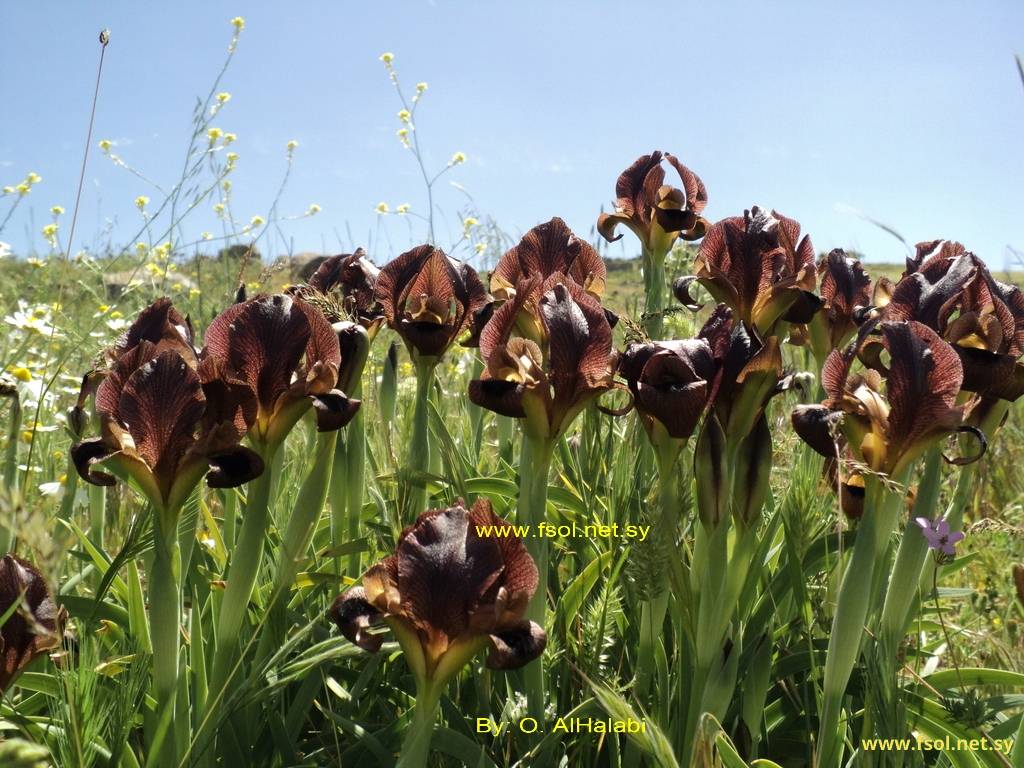 Iris bostrensis Mout.